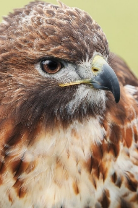 Picture of RED-TAILED HAWK-FLORIDA