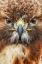 Picture of RED-TAILED HAWK-FLORIDA