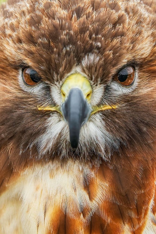 Picture of RED-TAILED HAWK-FLORIDA