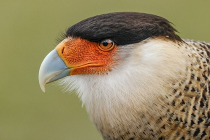 Picture of CRESTED CARACARA-SOUTH FLORIDA