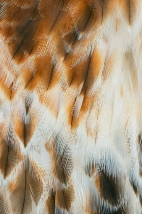 Picture of FEATHER PATTERN ON RED-TAILED HAWK-FLORIDA