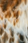 Picture of FEATHER PATTERN ON RED-TAILED HAWK-FLORIDA