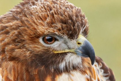 Picture of RED-TAILED HAWK-FLORIDA