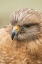 Picture of RED SHOULDERED HAWK-FLORIDA