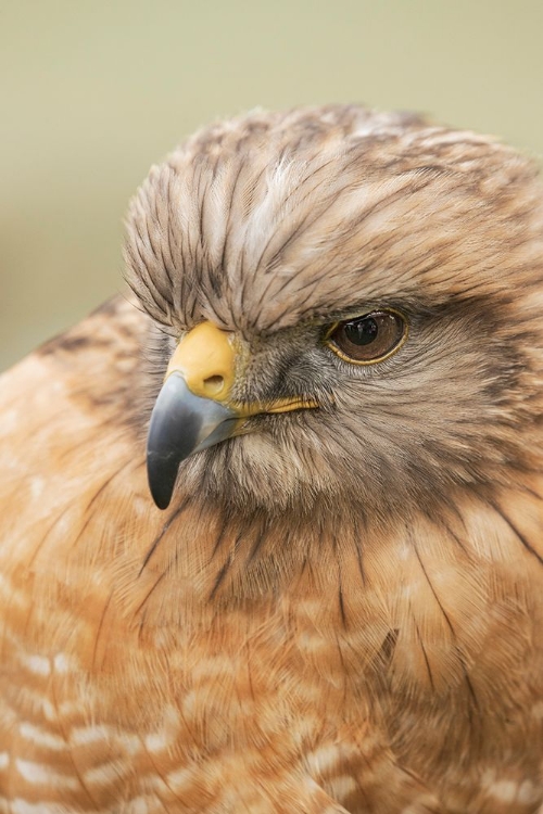 Picture of RED SHOULDERED HAWK-FLORIDA