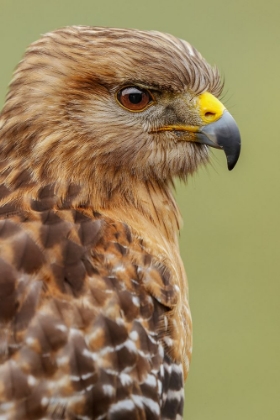 Picture of RED SHOULDERED HAWK-FLORIDA