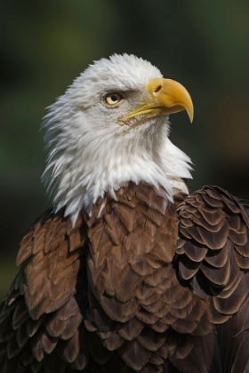 Picture of BALD EAGLE-FLORIDA