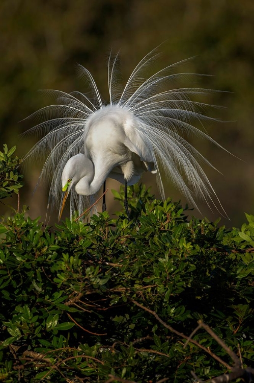 Picture of GREAT EGRET IN COURTSHIP DISPLAY IN FULL BREEDING PLUMAGE-VENICE ROOKERY-VENICE-FLORIDA