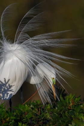 Picture of GREAT EGRET IN COURTSHIP DISPLAY IN FULL BREEDING PLUMAGE-VENICE ROOKERY-VENICE-FLORIDA