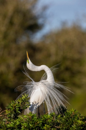 Picture of GREAT EGRET IN COURTSHIP DISPLAY IN FULL BREEDING PLUMAGE-VENICE ROOKERY-VENICE-FLORIDA