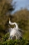 Picture of GREAT EGRET IN COURTSHIP DISPLAY IN FULL BREEDING PLUMAGE-VENICE ROOKERY-VENICE-FLORIDA