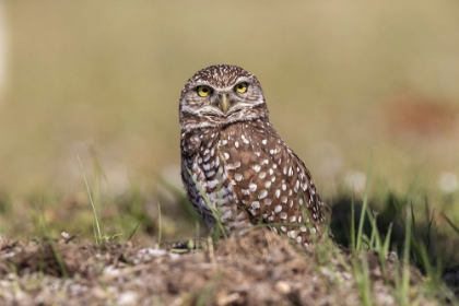 Picture of BURROWING OWL-CAPE CORAL-FLORIDA