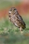Picture of BURROWING OWL-CAPE CORAL-FLORIDA