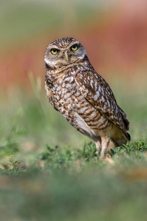 Picture of BURROWING OWL-CAPE CORAL-FLORIDA