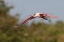 Picture of ROSEATE SPOONBILL FLYING-STICK MARSH-FLORIDA