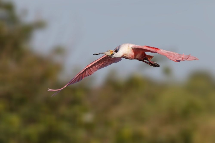 Picture of ROSEATE SPOONBILL FLYING-STICK MARSH-FLORIDA