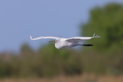 Picture of GREAT EGRET FLYING STICK MARSH-FLORIDA
