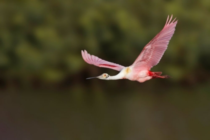 Picture of ROSEATE SPOONBILL FLYING-STICK MARSH-FLORIDA