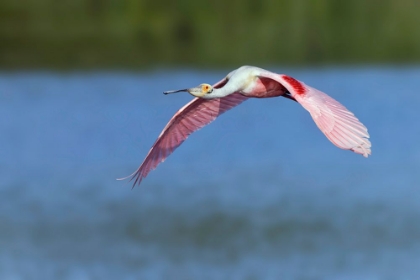 Picture of ROSEATE SPOONBILL FLYING-STICK MARSH-FLORIDA