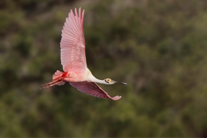 Picture of ROSEATE SPOONBILL FLYING-STICK MARSH-FLORIDA