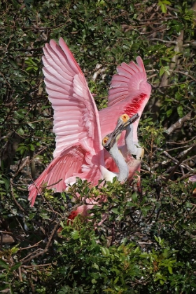 Picture of ROSEATE SPOONBILLS FIGHTING OVER NESTING TERRITORY IN ROOKERY-STICK MARSH-FLORIDA