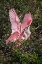 Picture of ROSEATE SPOONBILLS FIGHTING OVER NESTING TERRITORY IN ROOKERY-STICK MARSH-FLORIDA