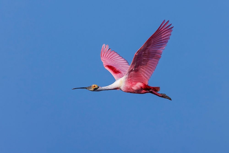 Picture of ROSEATE SPOONBILL FLYING-STICK MARSH-FLORIDA