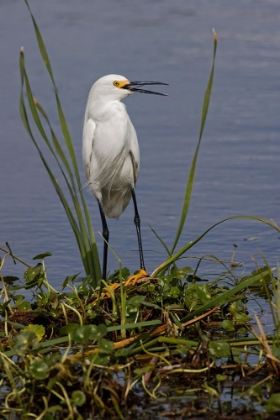 Picture of SNOWY EGRET-STICK MARSH-FLORIDA