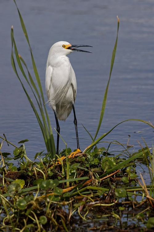 Picture of SNOWY EGRET-STICK MARSH-FLORIDA