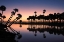 Picture of SABLE PALMS SILHOUETTED AT SUNRISE ON THE ECONLOCKHATCHEE RIVER