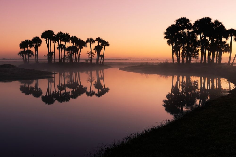 Picture of SABLE PALMS SILHOUETTED AT SUNRISE ON THE ECONLOCKHATCHEE RIVER