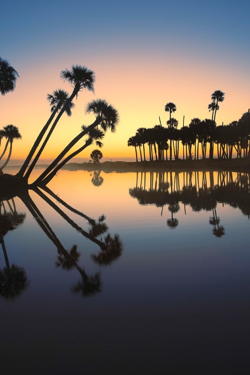 Picture of SABLE PALMS SILHOUETTED AT SUNRISE ON THE ECONLOCKHATCHEE RIVER