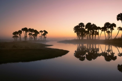 Picture of SABLE PALMS SILHOUETTED AT SUNRISE ON THE ECONLOCKHATCHEE RIVER