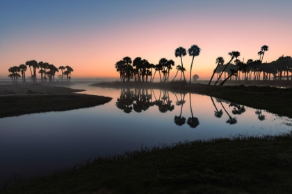 Picture of SABLE PALMS SILHOUETTED AT SUNRISE ON THE ECONLOCKHATCHEE RIVER