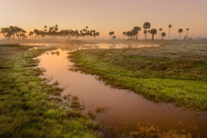 Picture of SABLE PALMS SILHOUETTED AT SUNRISE ON THE ECONLOCKHATCHEE RIVER