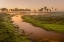 Picture of SABLE PALMS SILHOUETTED AT SUNRISE ON THE ECONLOCKHATCHEE RIVER