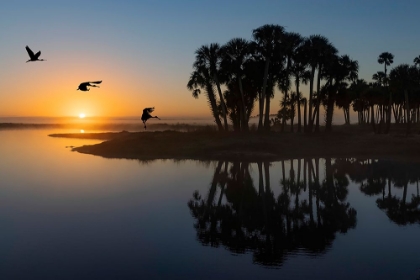 Picture of SABLE PALMS SILHOUETTED AT SUNRISE ON THE ECONLOCKHATCHEE RIVER