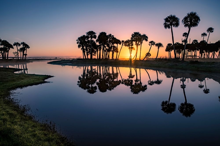 Picture of SABLE PALMS SILHOUETTED AT SUNRISE ON THE ECONLOCKHATCHEE RIVER