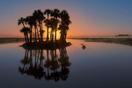 Picture of SABLE PALMS SILHOUETTED AT SUNRISE ON THE ECONLOCKHATCHEE RIVER