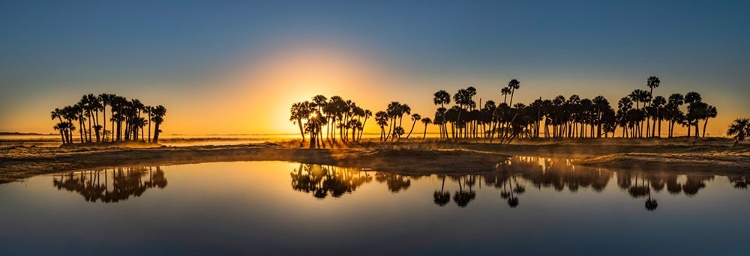 Picture of SABLE PALMS SILHOUETTED AT SUNRISE ON THE ECONLOCKHATCHEE RIVER