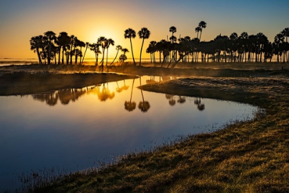 Picture of SABLE PALMS SILHOUETTED AT SUNRISE ON THE ECONLOCKHATCHEE RIVER