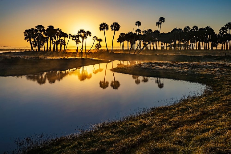 Picture of SABLE PALMS SILHOUETTED AT SUNRISE ON THE ECONLOCKHATCHEE RIVER