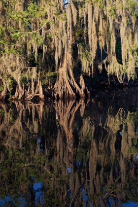 Picture of CYPRESS TREE DRAPED IN SPANISH MOSS ALONG THE ECONLOCKHATCHEE RIVER