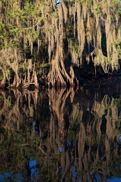 Picture of CYPRESS TREE DRAPED IN SPANISH MOSS ALONG THE ECONLOCKHATCHEE RIVER