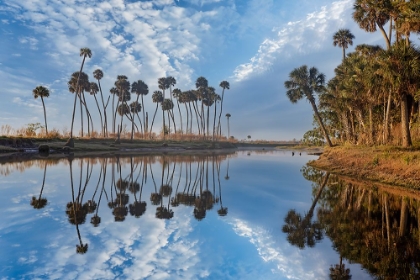 Picture of SABLE PALMS REFLECTED ON THE ECONLOCKHATCHEE RIVER
