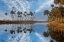 Picture of SABLE PALMS REFLECTED ON THE ECONLOCKHATCHEE RIVER
