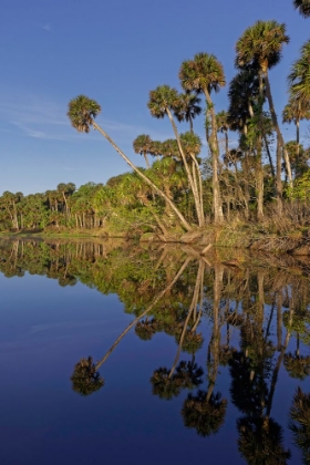 Picture of SABLE PALMS REFLECTED ON THE ECONLOCKHATCHEE RIVER