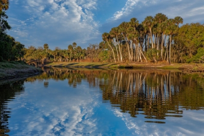 Picture of SABLE PALMS REFLECTED ON THE ECONLOCKHATCHEE RIVER