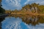 Picture of SABLE PALMS REFLECTED ON THE ECONLOCKHATCHEE RIVER