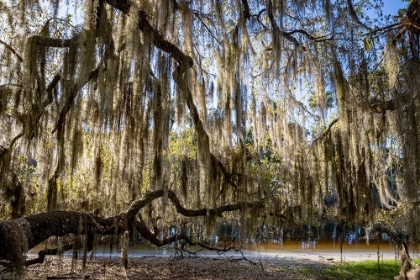Picture of OAK TREE DRAPED IN SPANISH MOSS ALONG THE ECONLOCKHATCHEE RIVER